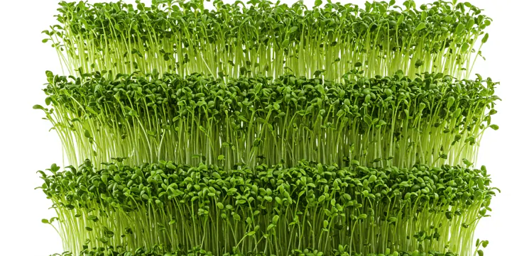 Seedlings