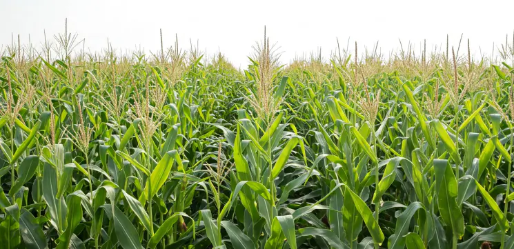 Nitrogen fertilisers
