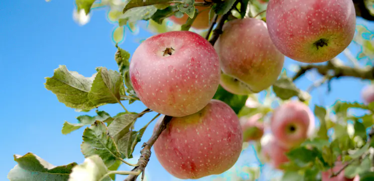 Fertilisers for trees