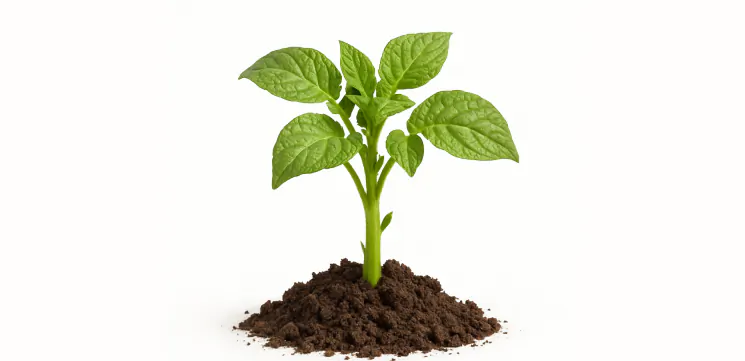 Mineral fertilisers for potatoes