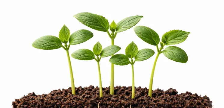 Cucumber seedlings