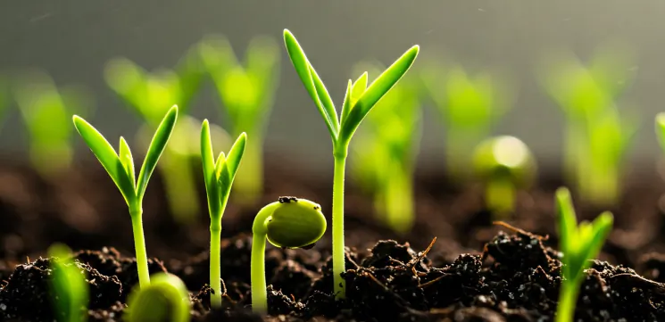 Phosphate fertilisers