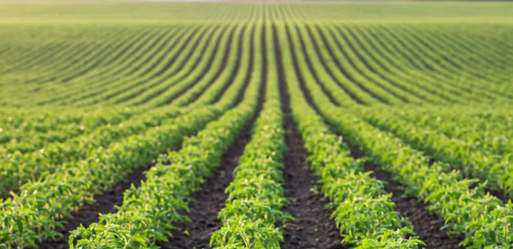 Potassium fertilisers