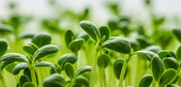 Monopotassium fertiliser