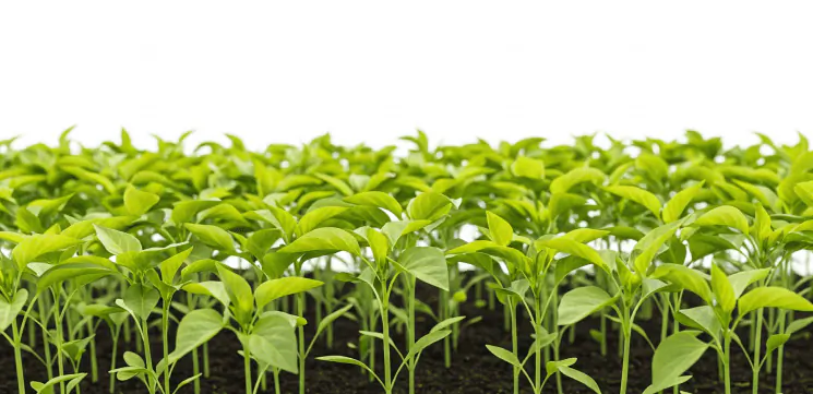 Seedlings