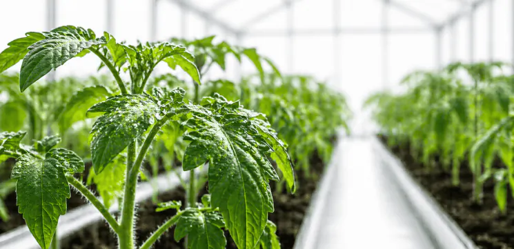 Greenhouse tomato seedlings